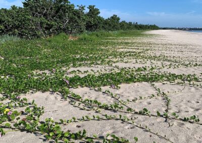 Thriving dune vegetation helps stabilize the freshly nourished beaches of St. Lucie Inlet Preserve State Park
