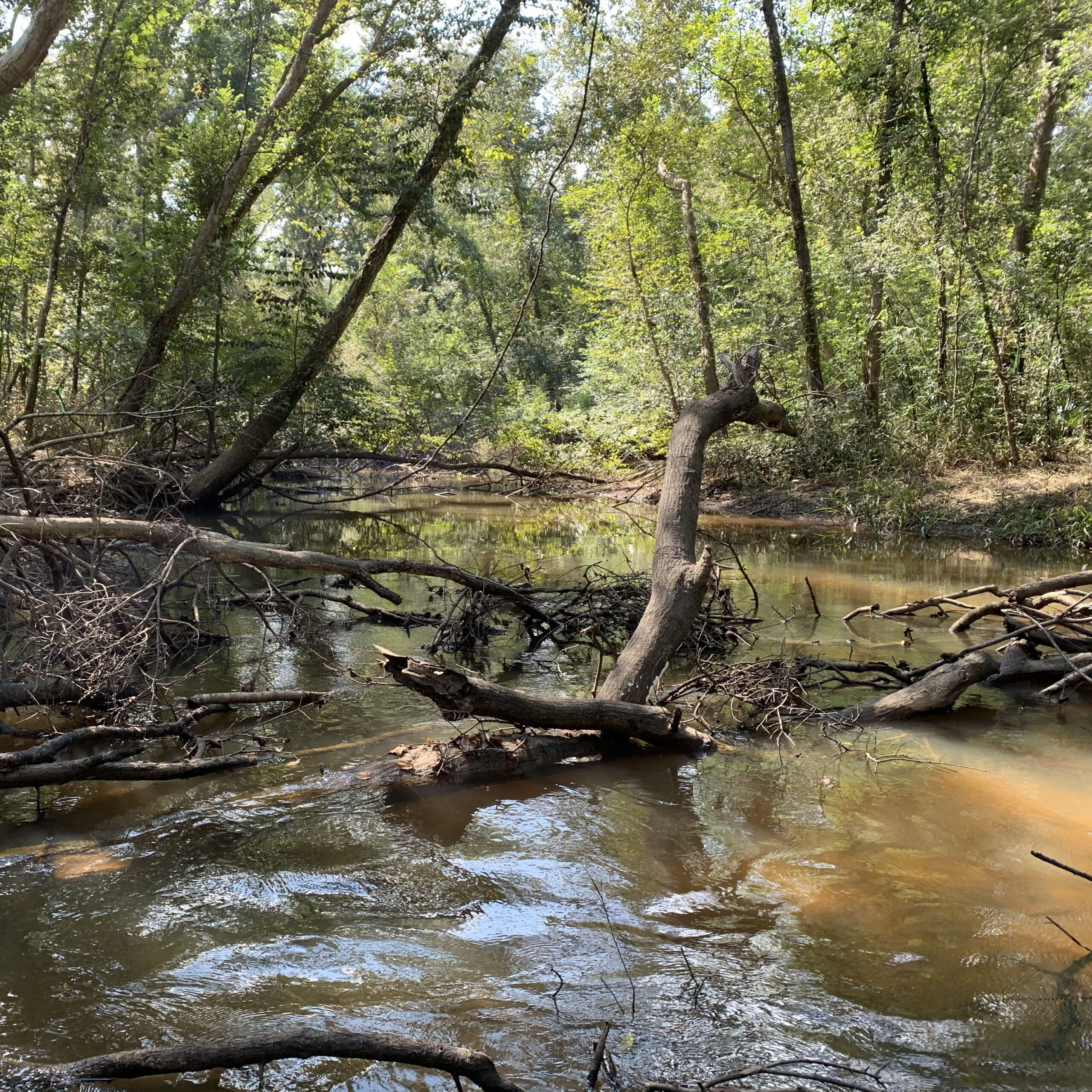 Apalachicola River Slough Restoration Project
